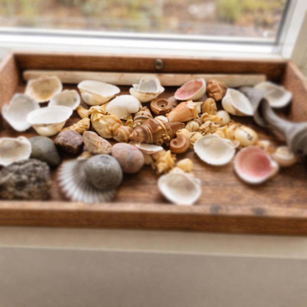 A tray of natural treasures in the Montessori classroom
