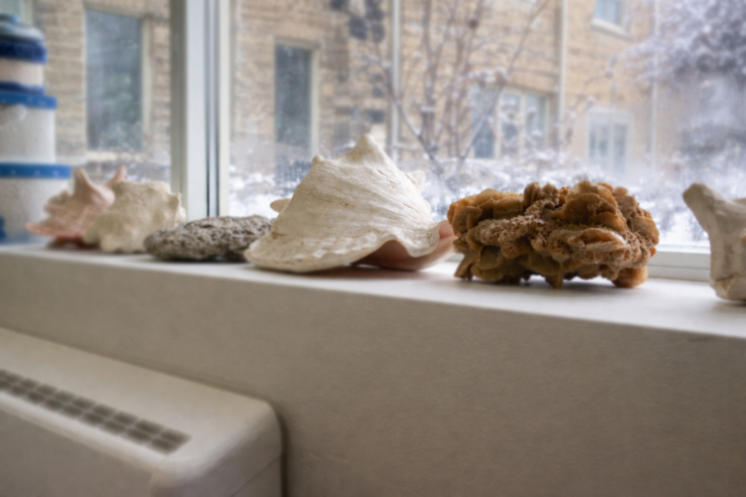 Seashells and coral displayed on a classroom windowsill